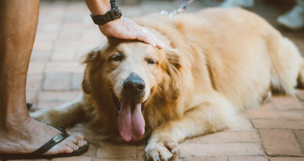 The Golden Retriever Puppy Timeline 11 Milestones Stages Golden The Golden Retriever Puppy Timeline 11 Milestones Stages Golden
