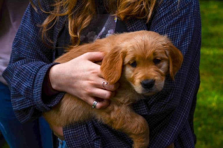 The Golden Retriever Puppy Timeline 11 Milestones Stages Golden The Golden Retriever Puppy Timeline 11 Milestones Stages Golden