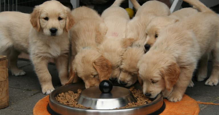 The Golden Retriever Puppy Timeline 11 Milestones Stages Golden the-golden-retriever-puppy-timeline-11-milestones-stages-golden
