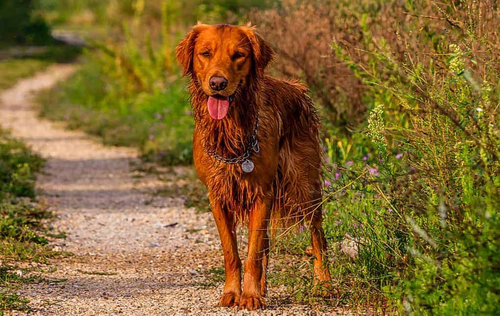 Golden Retriever De Campo Vs Golden Retriever De Exposici n 7 