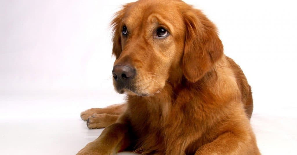 Picture of 17 Tips To Manage Golden Retriever Shedding (& Keep Your House Clean ...