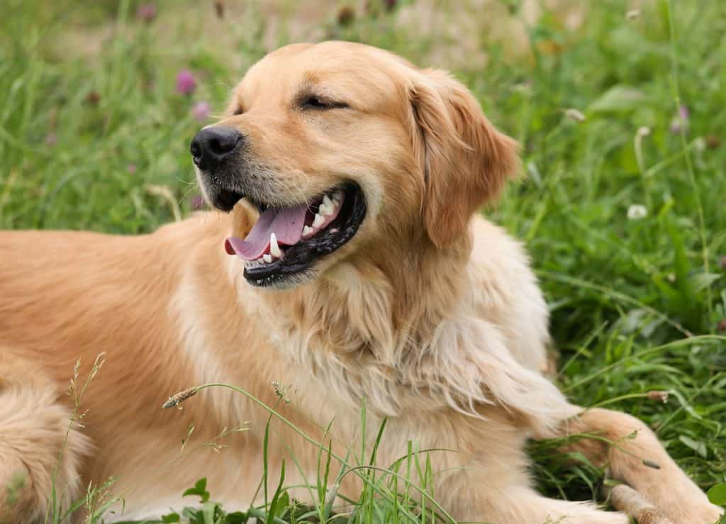 17 Tips To Manage Golden Retriever Shedding (& Keep Your House Clean) Golden Hearts