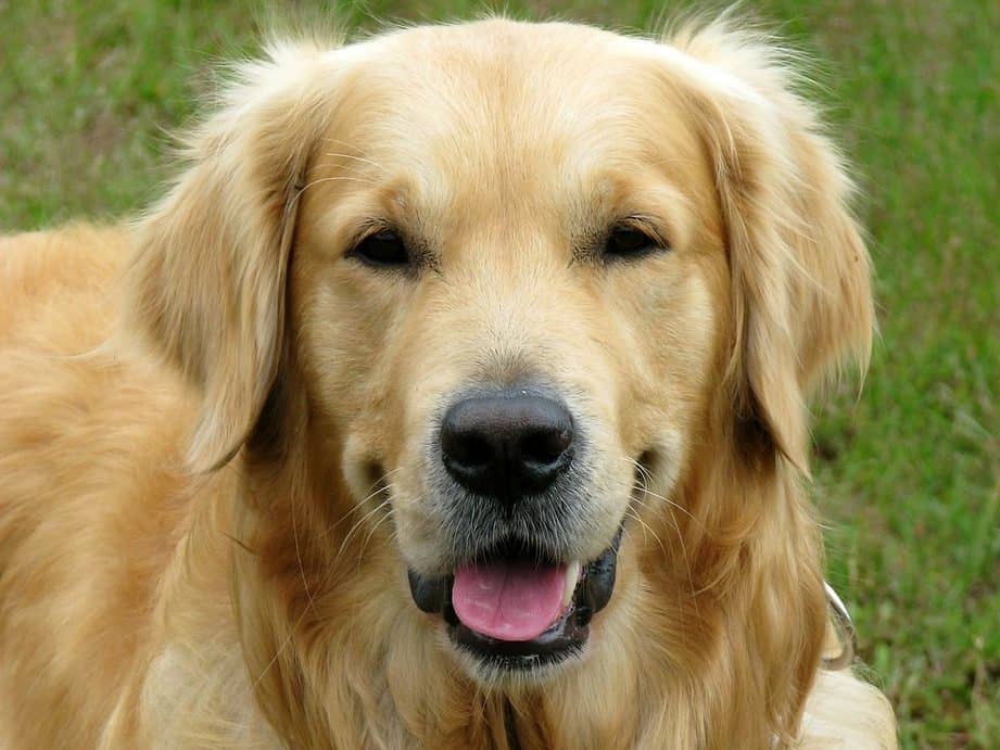 7 Crazy Facts About Golden Retriever Lifespans And 7 Tips To Increase 