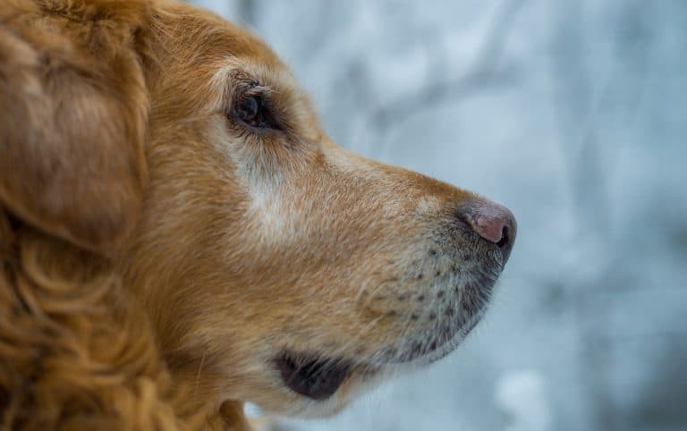 The Shocking Truth About Golden Retriever Lifespan - ryry5e4