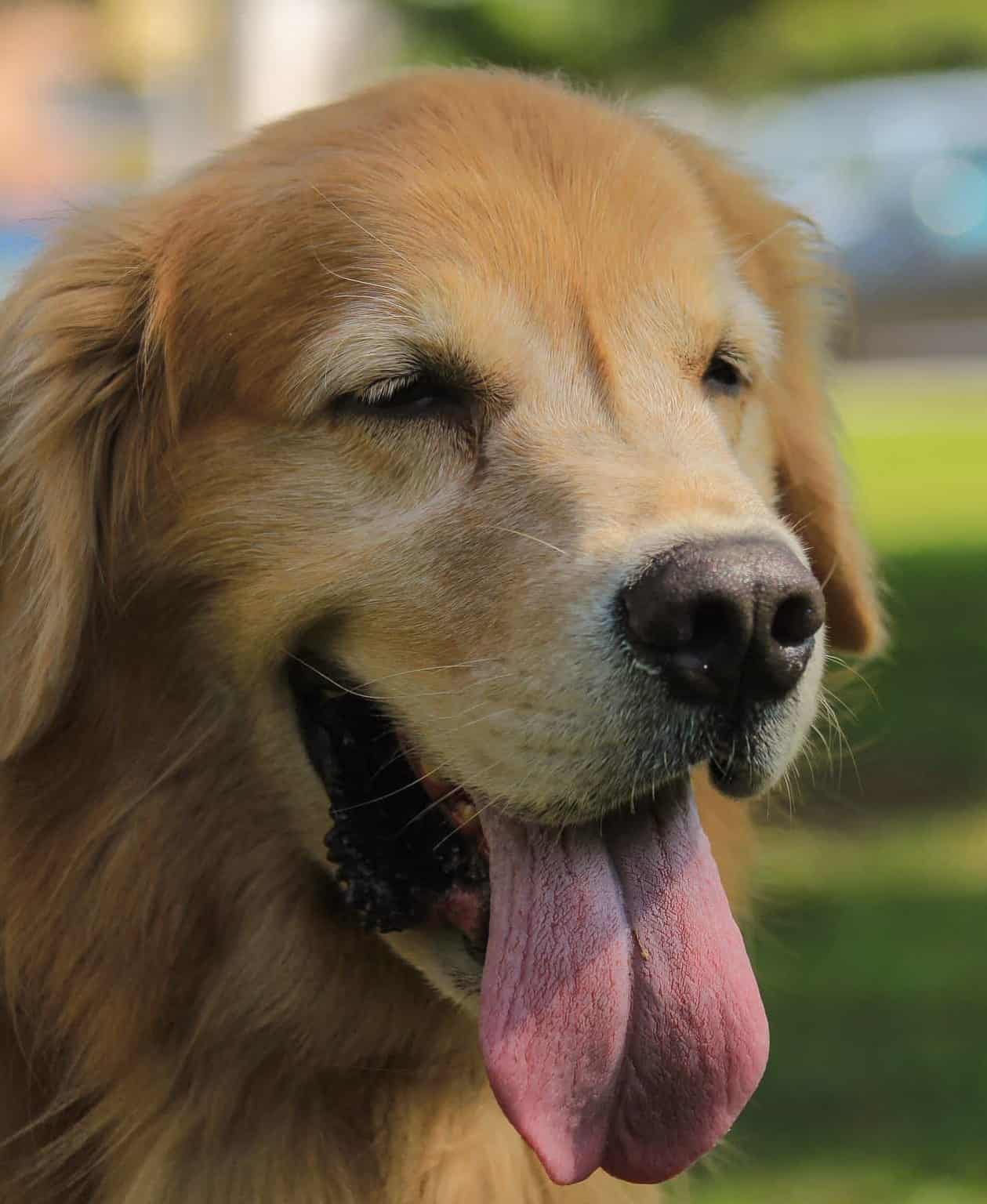 Best Food For Adult Golden Retrievers (And What Not To Feed Them