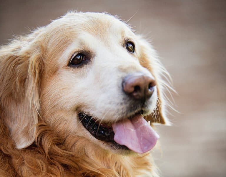 7 Crazy Facts About Golden Retriever Lifespans (And 7 Tips To Increase It) Golden Hearts