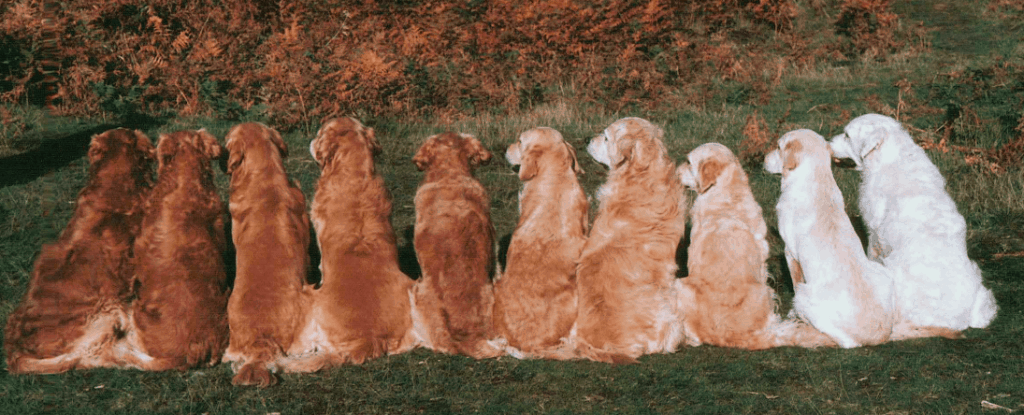 8 Types Of Golden Retrievers With Pictures Golden Hearts