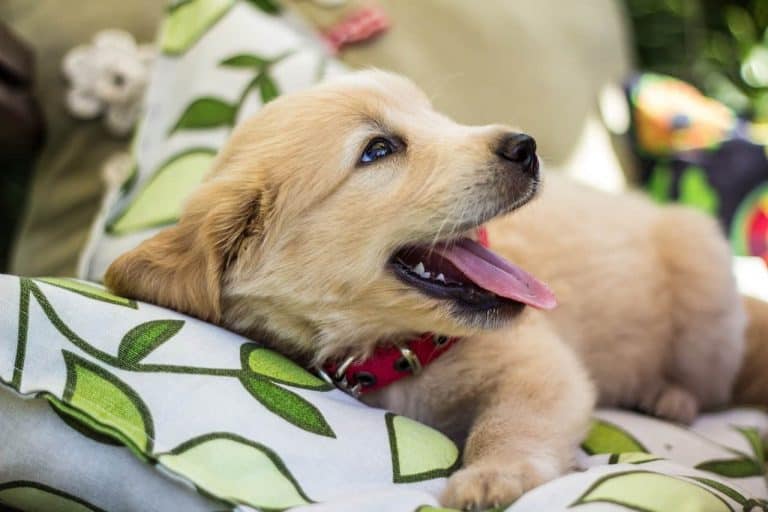 How To Stop Your Golden Retriever Puppy From Biting & Nipping Golden Hearts
