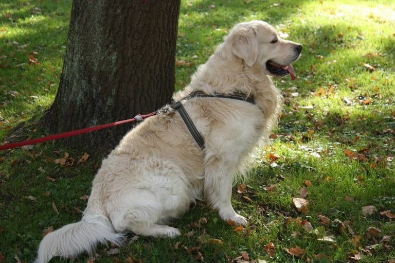 How To Teach Your Golden Retriever To Walk On A Leash (Without Pulling) Golden Hearts