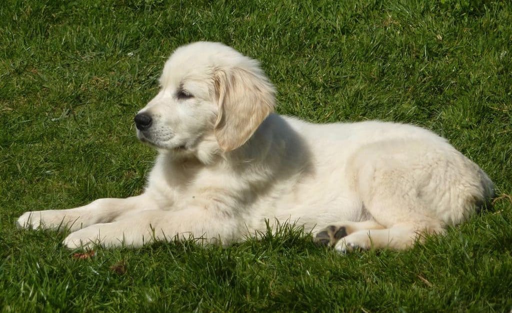 How To Train Your Golden Retriever Puppy (In Just 5 Minutes Per Day