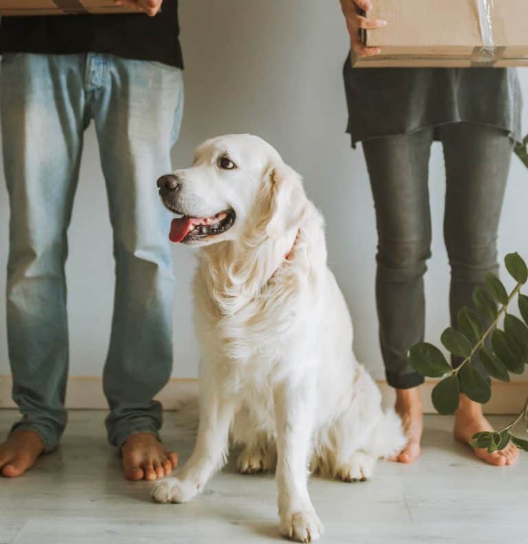 Is A Golden Retriever Right For Me? [Quiz] Golden Hearts