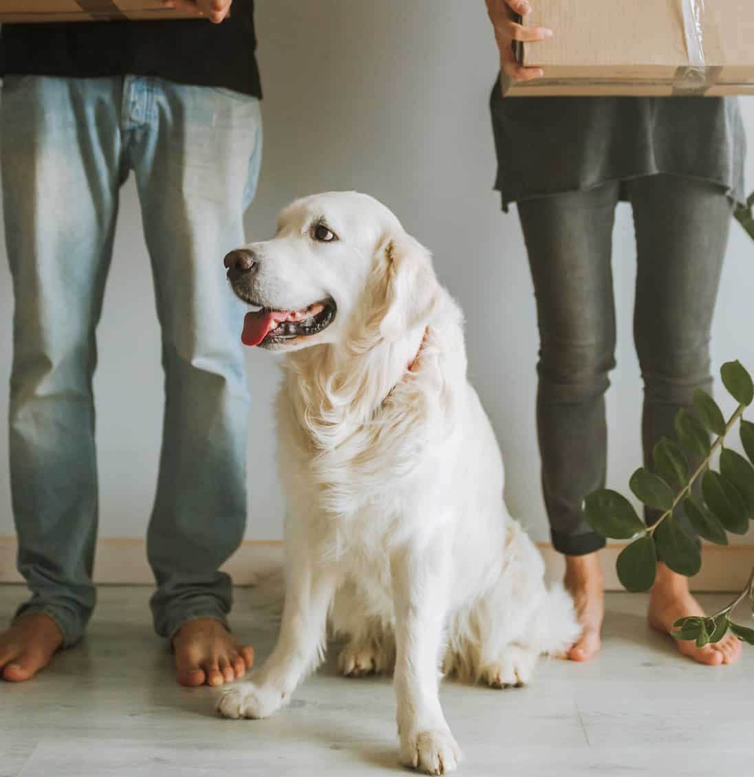 Is A Golden Retriever Right For Me? [Quiz] Golden Hearts