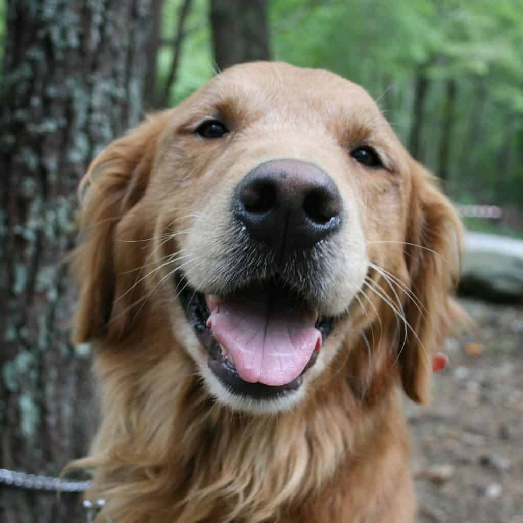 Golden Retriever Rescues In Virginia Adopt A Golden Retriever Near You 