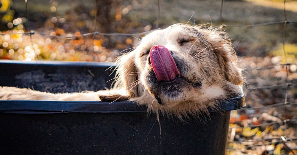 Best Shampoo For Golden Retrievers (For Dry, Itchy Skin & More) Golden Hearts