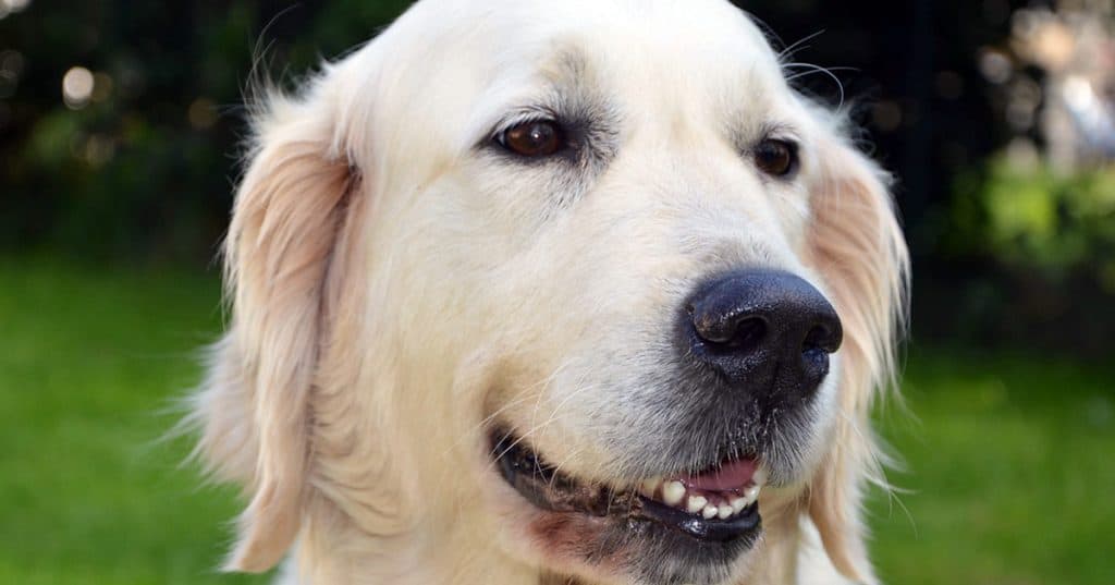 Golden Retriever Colors: 3 Colors They Come In (And 2 They DON’T ...