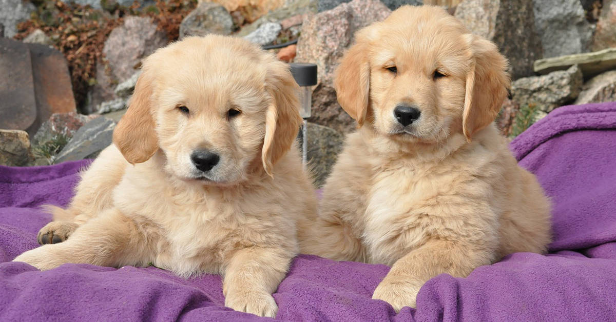 what gender of golden retriever should I get? 2