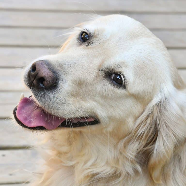 Golden Retriever Ear Infection Symptoms, Causes, & Treatment Golden