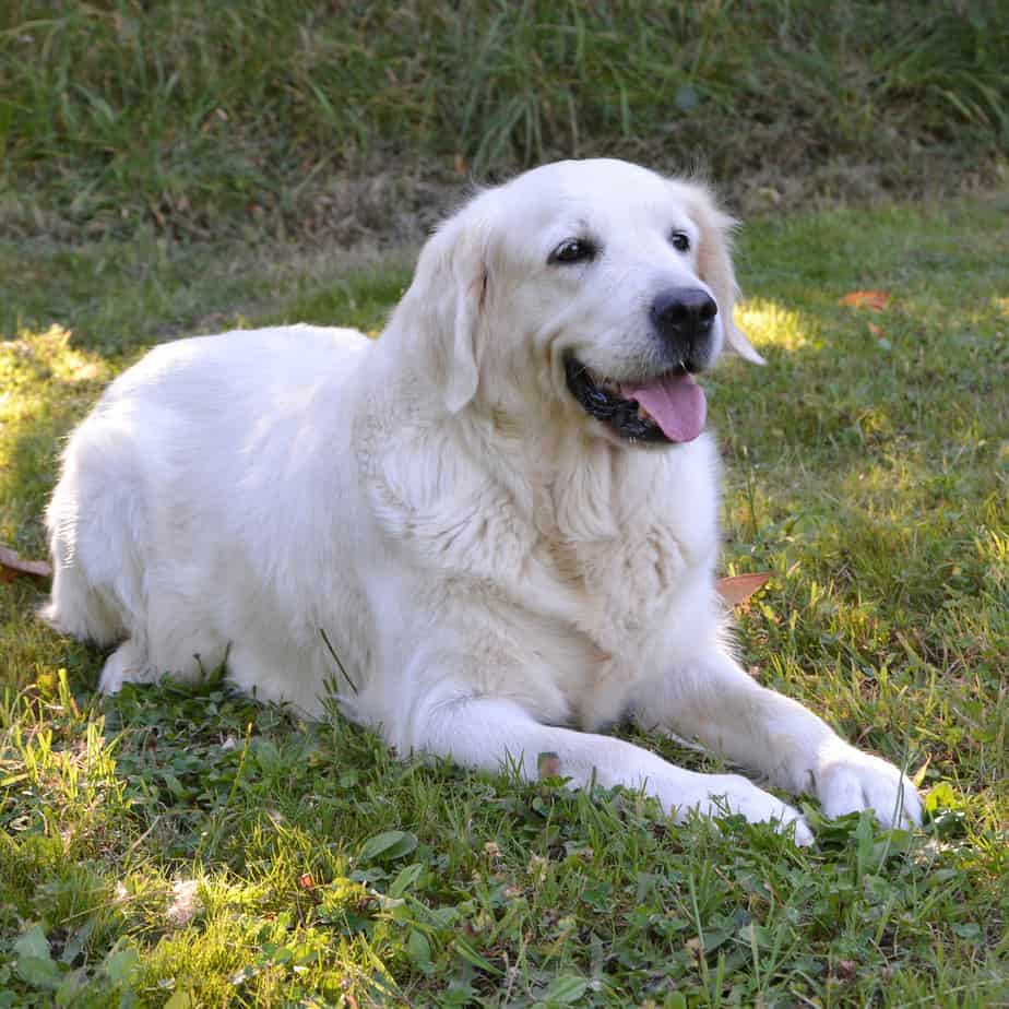 Golden Retriever Rescue In Kentucky (Adopt A Golden Retriever Near You