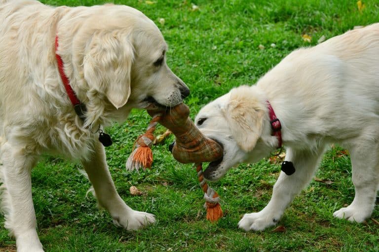 10 Games To Play With Your Golden Retriever To Exercise & Bond With