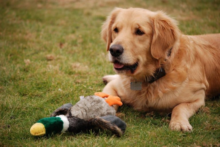 Golden Retriever vs. Irish Setter 15 Differences To Help You Choose