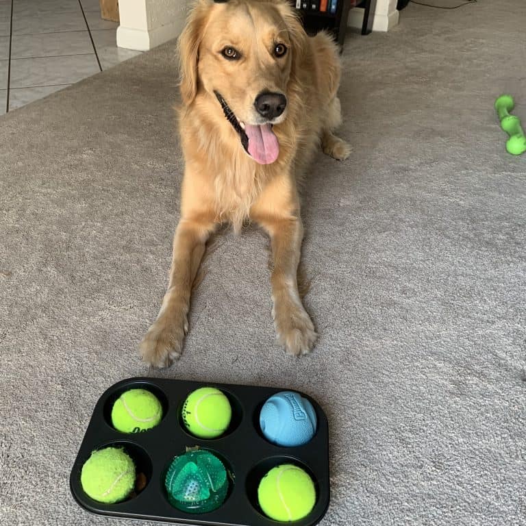 10 Games To Play With Your Golden Retriever To Exercise & Bond With Them Golden Hearts