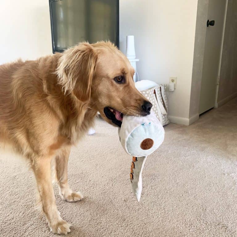 BarkBox Review 2023: Is Bark Box Actually Worth It? – Golden Hearts