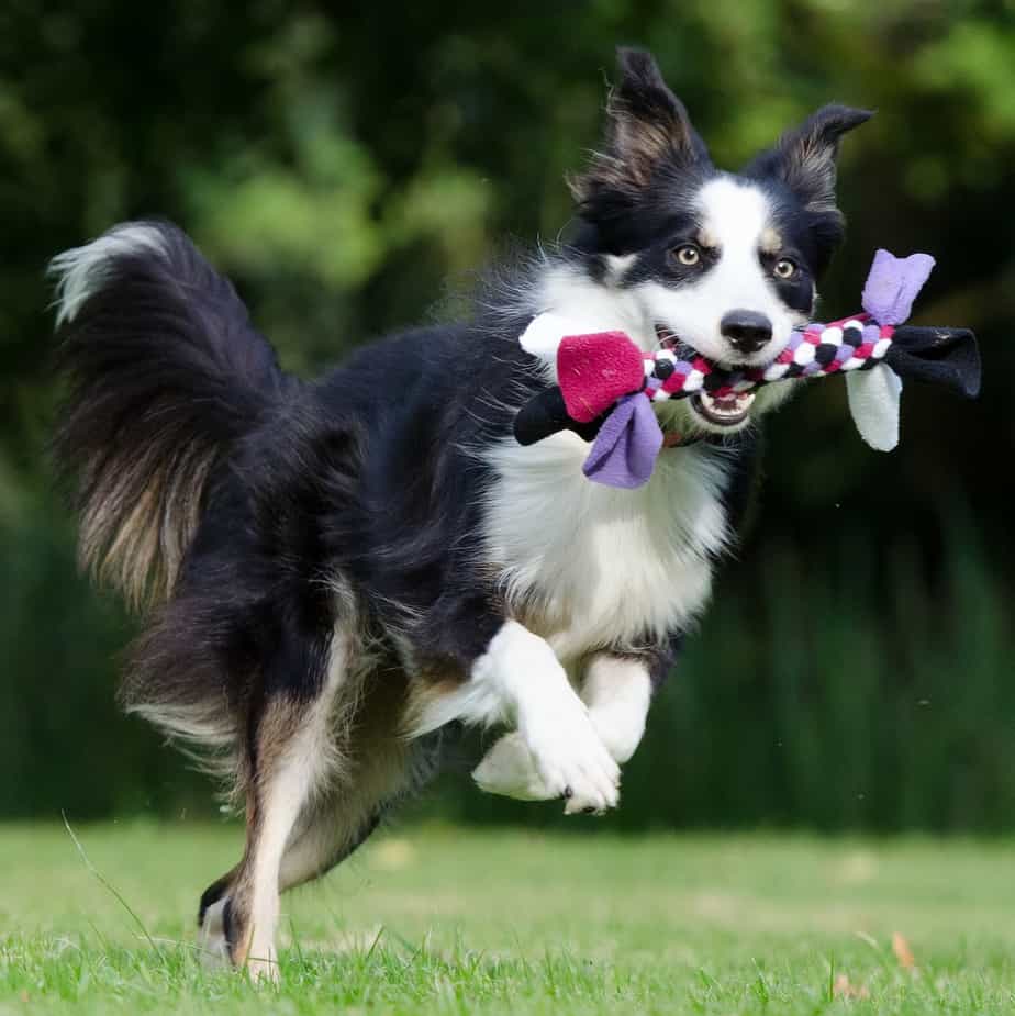 Golden Retriever vs. Border Collie 16 Differences To Help You Choose
