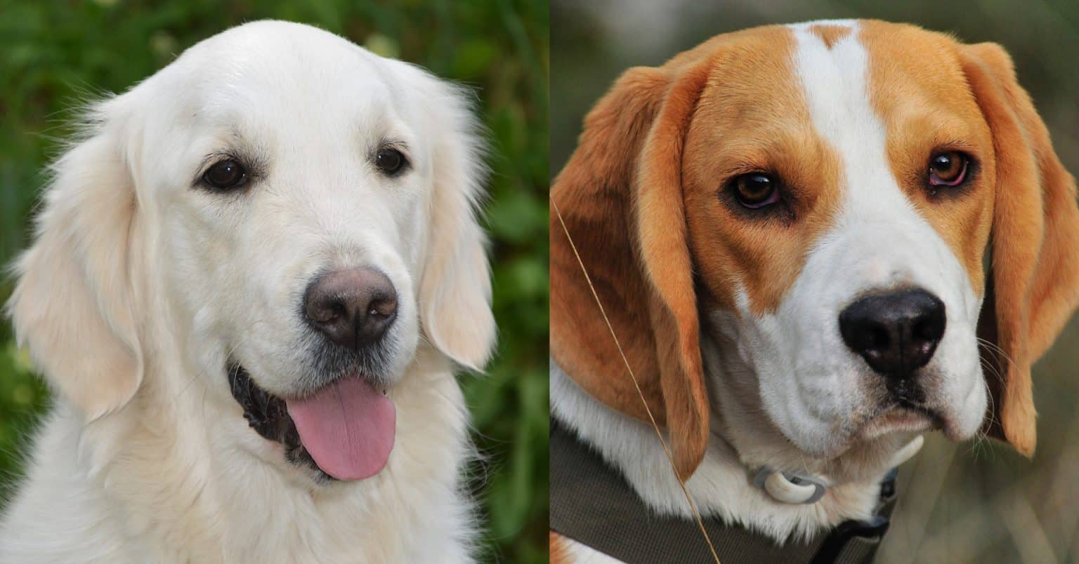 Beagle Vs Golden Retriever Which Is Better Golden Retriever vs. Beagle: 17 Differences To Help You Choose – Golden