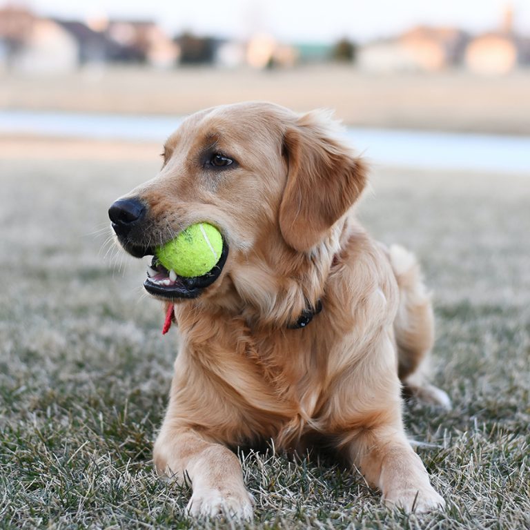 Spay or Neuter Your Golden Retriever Pros, Cons & When To Do It Golden Hearts