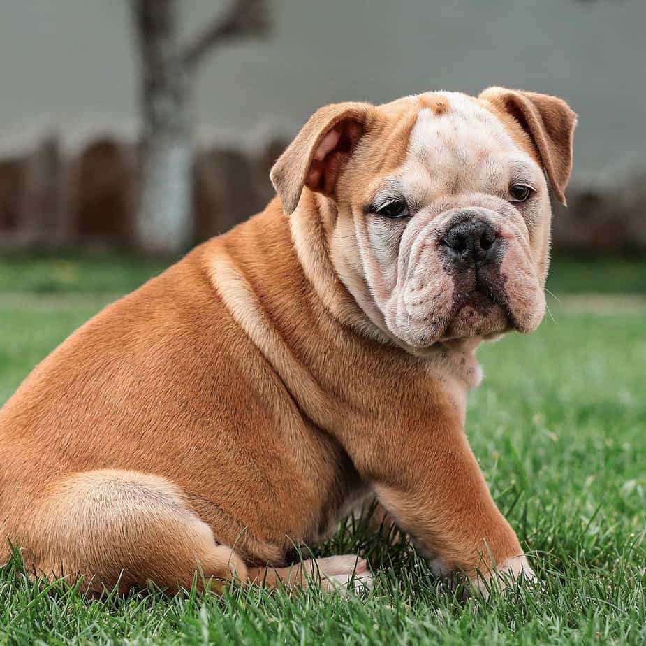 Baxter & Bella’s Online Puppy School Review Pros, Cons, Coupon & More