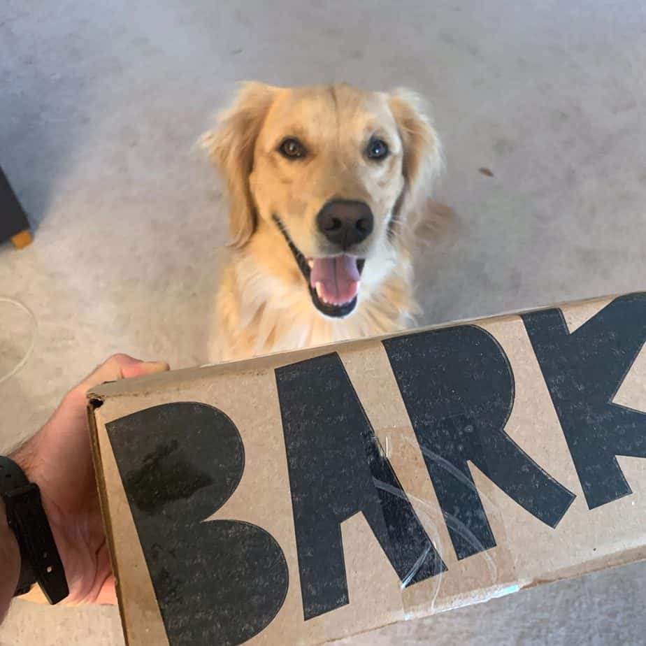 Super Chewer BarkBox Review 2023 Pros, Cons & Is It Worth It? Golden