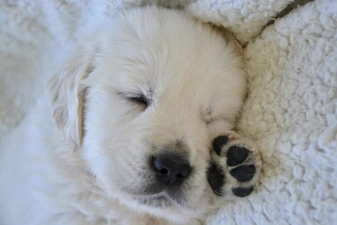 How Much Sleep Golden Retrievers Actually Need Golden Hearts