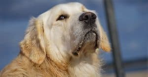 Are Golden Retrievers Dangerous Understanding Their Bite - fjpgsp9