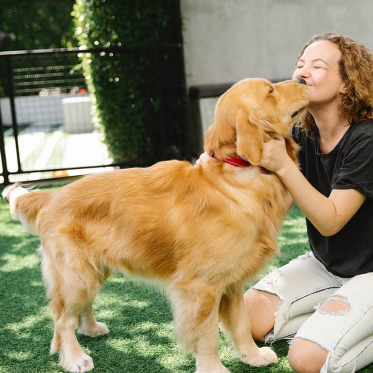 Golden Retriever Heat Cycles Explained Golden Hearts