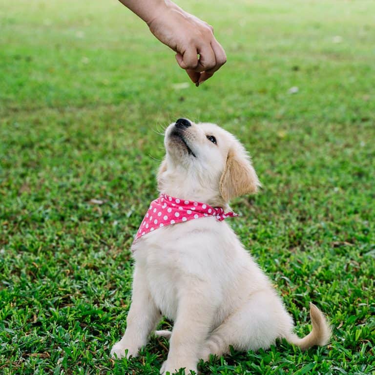 When Do Golden Retrievers Calm Down? Golden Hearts